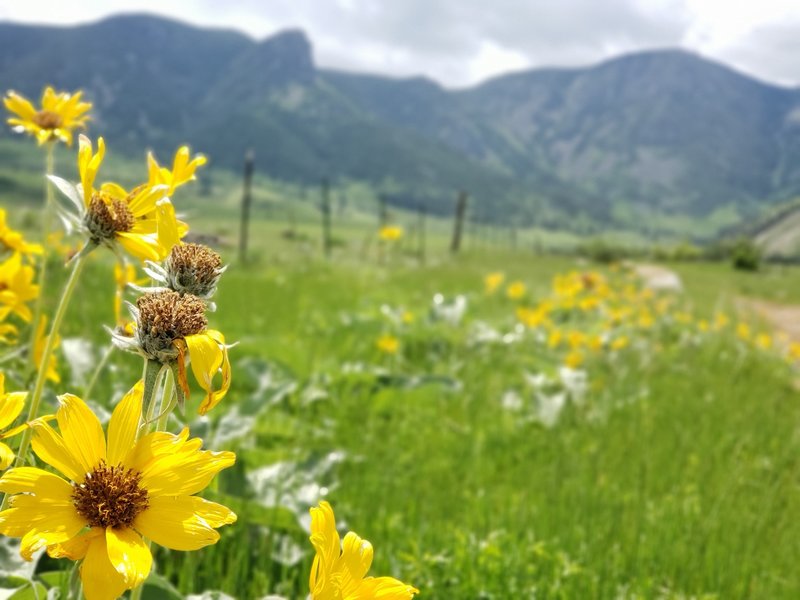 Wildflowers walking along the road.