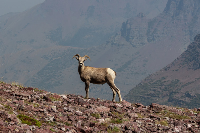 Bighorn sheep near Mount Rockwell.