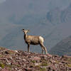 Bighorn sheep near Mount Rockwell.