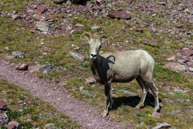 A surprised bighorn sheep on the descent from Two Medicine Pass.