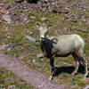 A surprised bighorn sheep on the descent from Two Medicine Pass.