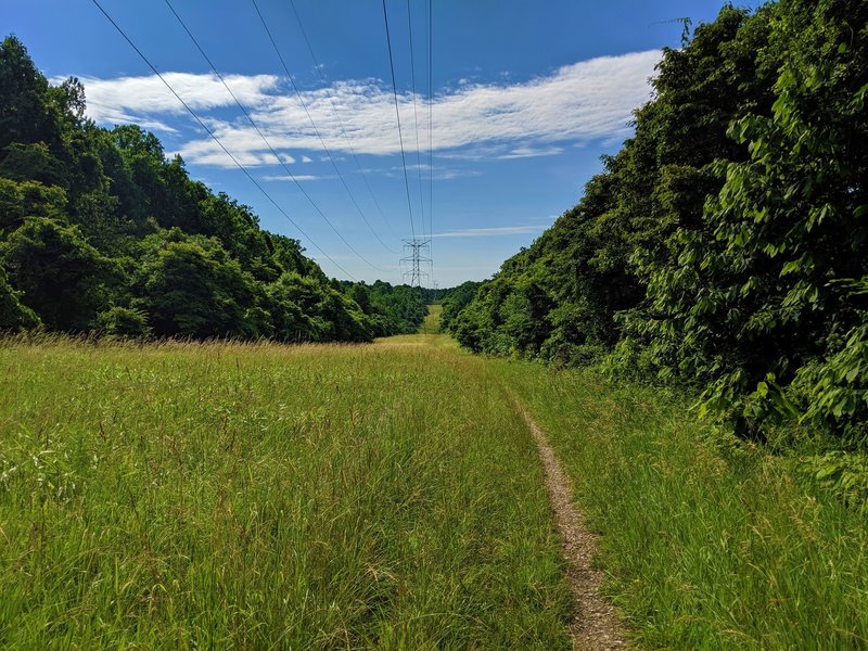 View eastward along the Hilton Right of Way Trail as it begins to slope downward.