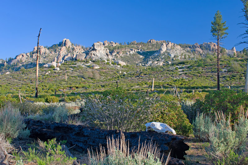 Morning view from my campsite next to a good stream. The brush has recovered from the 2000 Manter Fire, but the trees may never grow back.