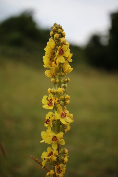 Verbascum nigrum