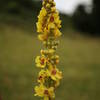 Verbascum nigrum