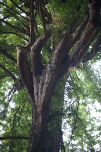 This old growth redwood sits off the left side of the trail and reminds you just how gigantic these trees can become.