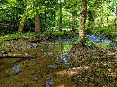 Stream crossing along Santee Branch Trail.