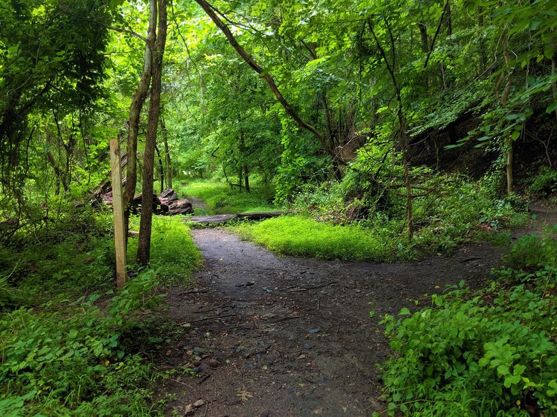 Buzzards Rock Trail branching off Drugs Trail to the right with connection to Grist Mill Trail going forward.