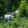 Cows in North Willow Canyon, just off the trail.