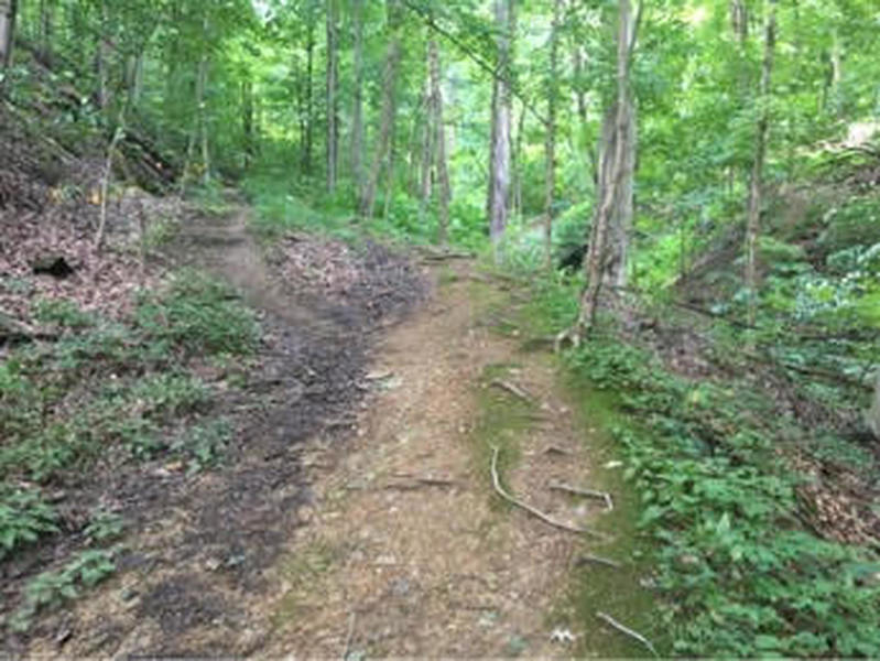 Trail through the forest.