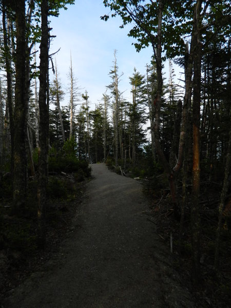 Coast Guard Trail, West Quoddy Head, Maine.