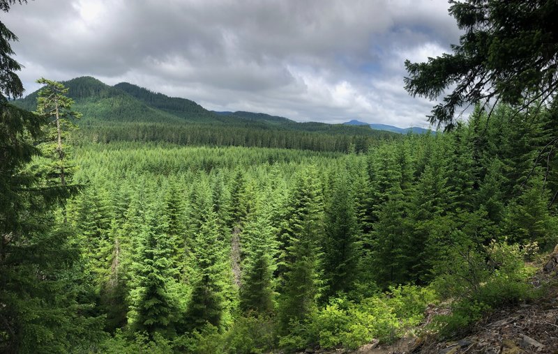 Valley views of nothing but trees.