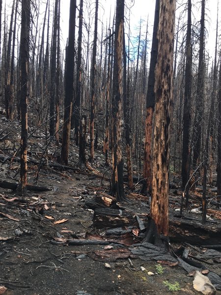 Trail is good from Separation Lake Trailhead to Buck Meadow, but then you get into the 2017 Separation Creek Fire.