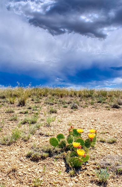 Blooming cactus along the trail.