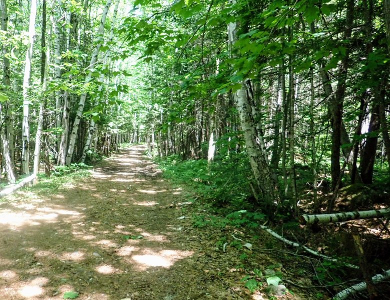 Wide open trails through the first 2.5 miles to Franconia tent site.