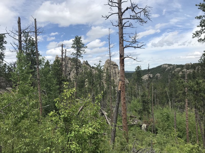 Looking north into the Black Elk Wilderness.