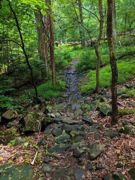 Rocky section of Jane Trail.