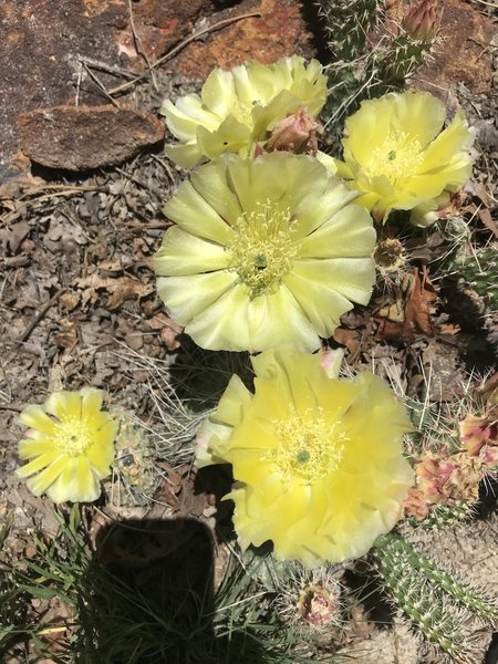 Cactus blooming everywhere.