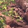 Trail damage on way to Middle and Upper Emerald Pools. June 17, 2019.