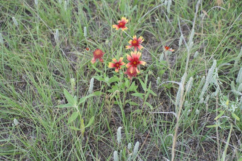 Flowers of many varieties bloom along the trail in the spring time.