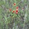 Flowers of many varieties bloom along the trail in the spring time.