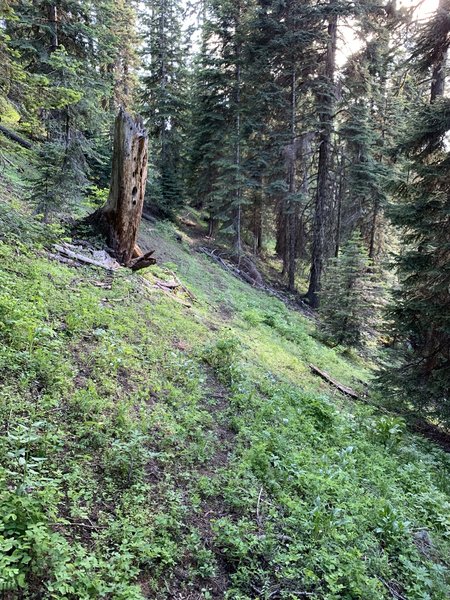 How most of the top half of the trail looks. Big logs have been cut out, but the trail itself is fading