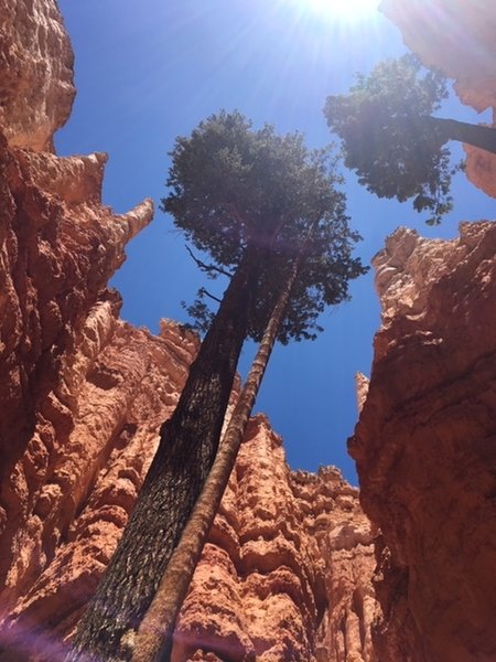 Cedar trees in Wall Street.