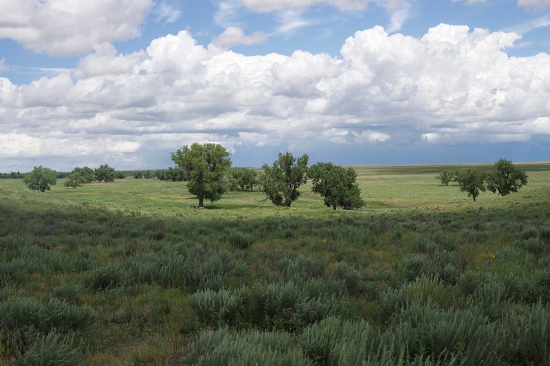 View of the trees that line Sand Creek.