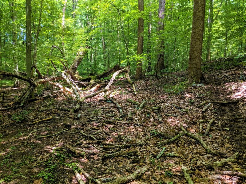 Massive tree down along Horse Hockey trail, with re-route off to the right.