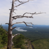 The decaying tree around halfway up the Shortoff Mountain Trail. It reminds me of the Jeffery pine that was once atop Sentinel Dome.