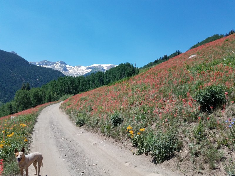 Wildflowers-Lead King Basin