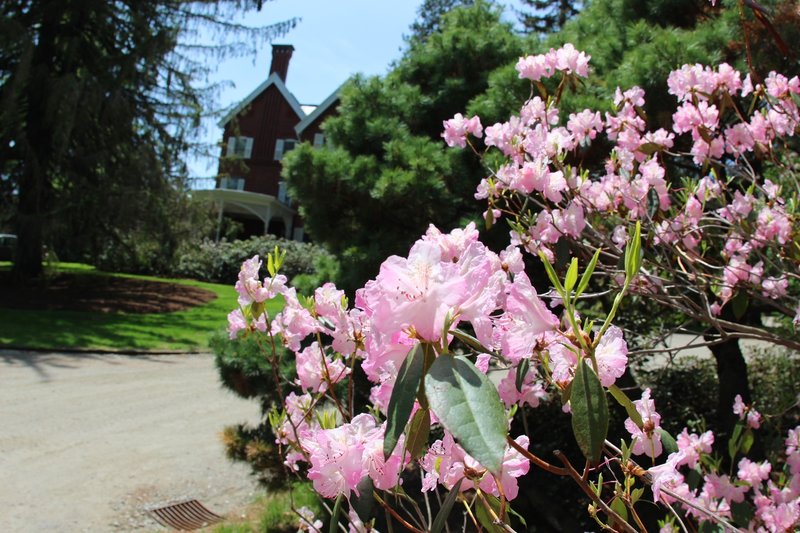 The flower across mansion driveway