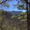 Winter view from Lower Mt. Cammerer Trail.