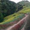 Looking back down the trail, and up the ravine.