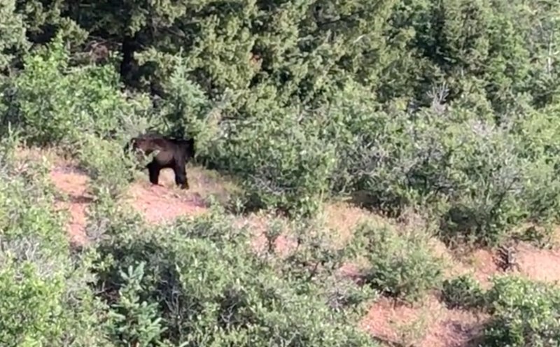 Bear on Carpenter's Peak Trail.