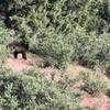 Bear on Carpenter's Peak Trail.