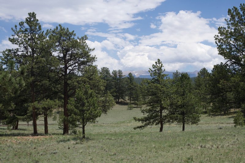 Views of Pikes Peak begin to peak through the trees as you travel along the trail. Keep a look out on the left-hand side of the trail for good views.