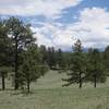 Views of Pikes Peak begin to peak through the trees as you travel along the trail. Keep a look out on the left-hand side of the trail for good views.