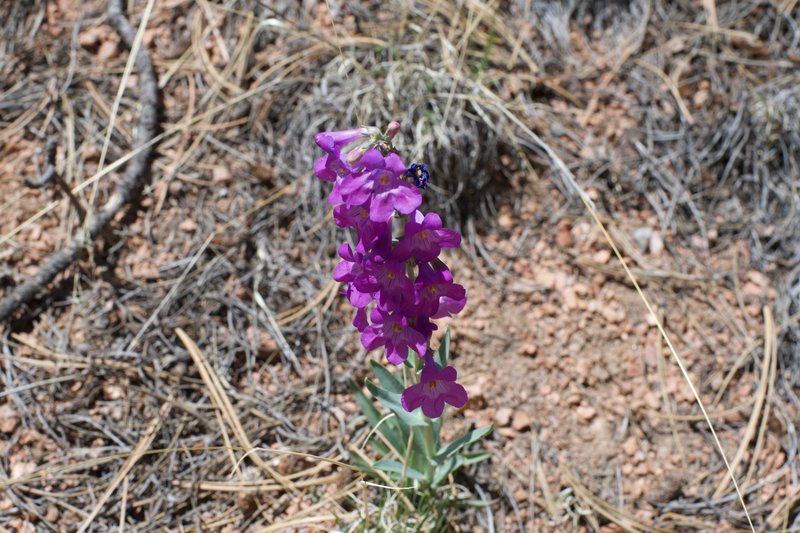 In the spring, flowers bloom along the trail adding wonderful color to the area.