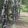 Birch Trees line the trail as it descends toward the Hans Loop Trail.