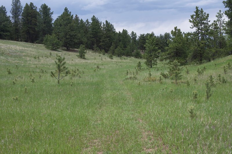 The Hans Loop Trail makes its way through this little valley and is flanked by evergreen forests.