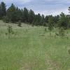 The Hans Loop Trail makes its way through this little valley and is flanked by evergreen forests.