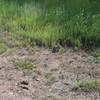 A small rabbit sits next to the trail along the marsh. The marsh is a great place to see animals and birds throughout the day.