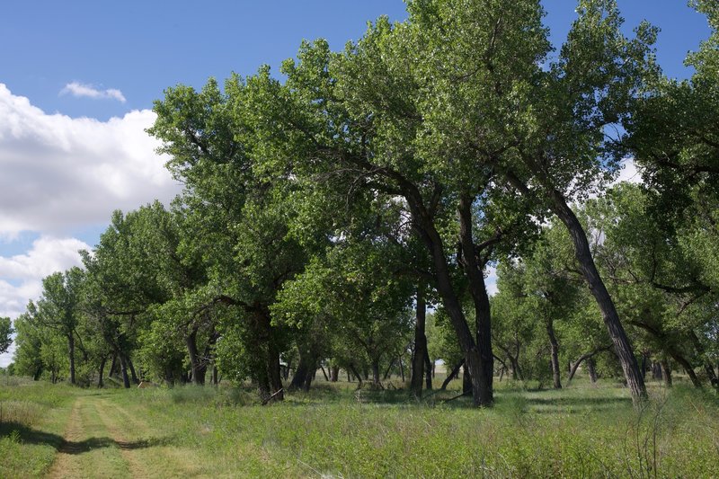 Sustained by the Arkansas River, this grove of cottonwood trees provides relief in the heat of the day and helped people survive on the Plains in the 1800s and 1900s.