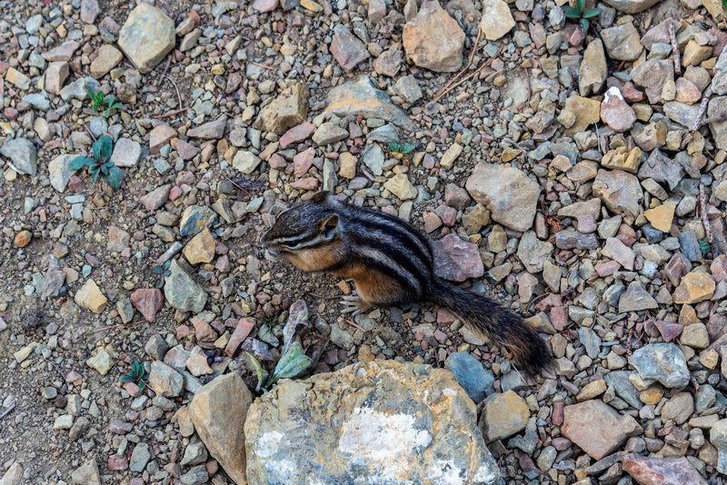 A pika near Apgar Lookout.