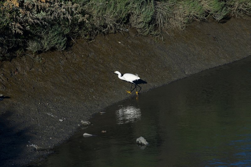 A snow egret feeds along the trail in the evening.