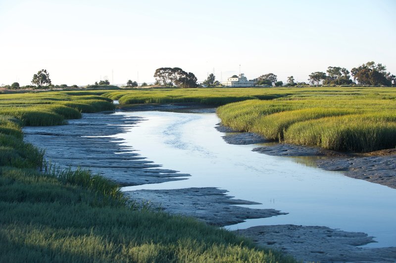 A view of the tidal marsh from the viewing platform. You can see the Sea Scout Station off in the distance.