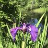 Irises on the northern end in June.