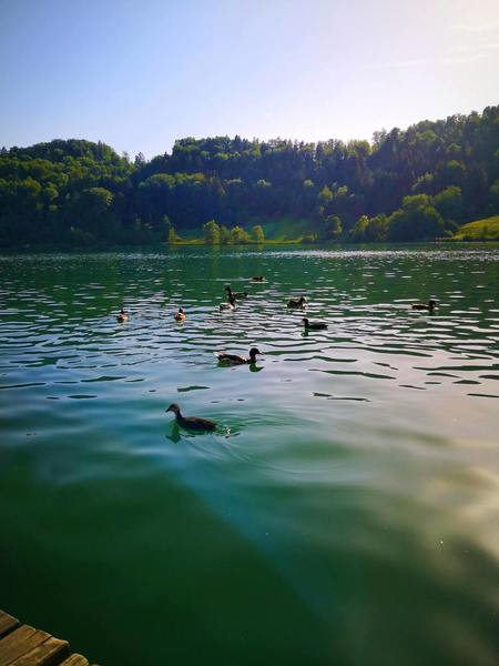 Lakeside relaxation - and common coot chicks!