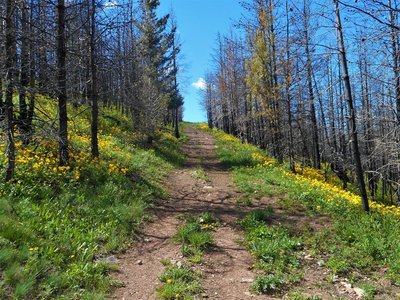 Beautiful wildflowers along the trail.